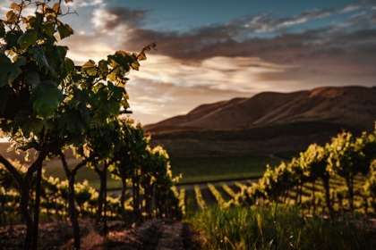 Picture of VINEYARDS