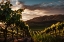Picture of VINEYARDS