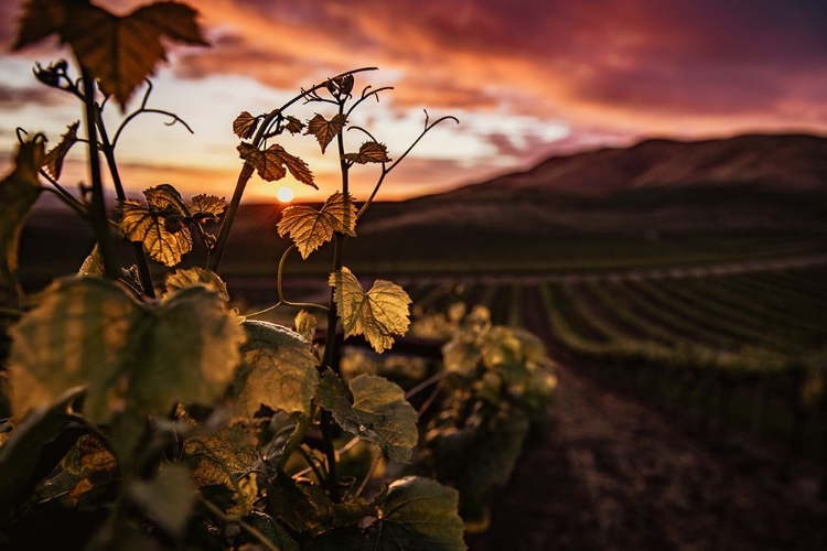 Picture of VINEYARD AT SUNSET