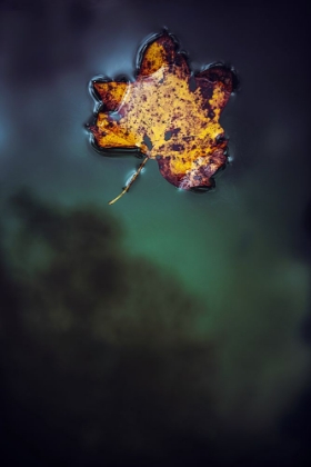 Picture of LEAF ON WATER