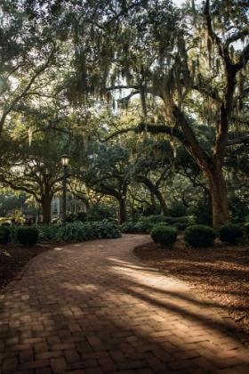 Picture of OAKS IN SAVANNAH