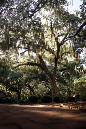 Picture of OAKS IN SAVANNAH