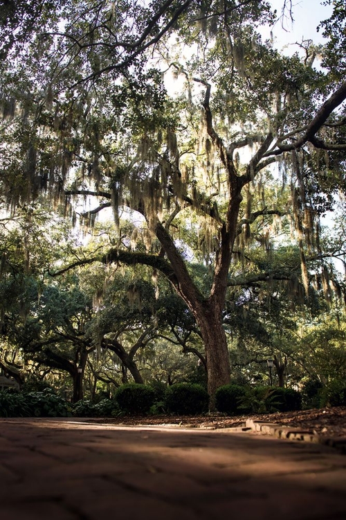 Picture of OAKS IN SAVANNAH