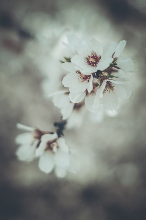 Picture of ALMOND BLOSSOMS