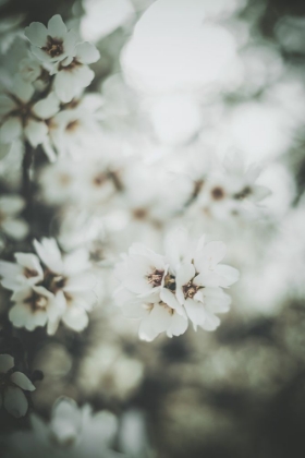 Picture of ALMOND BLOSSOMS