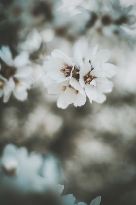 Picture of ALMOND BLOSSOMS