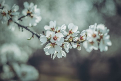 Picture of ALMOND BLOSSOMS