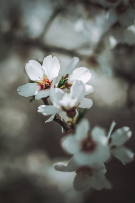 Picture of ALMOND BLOSSOMS