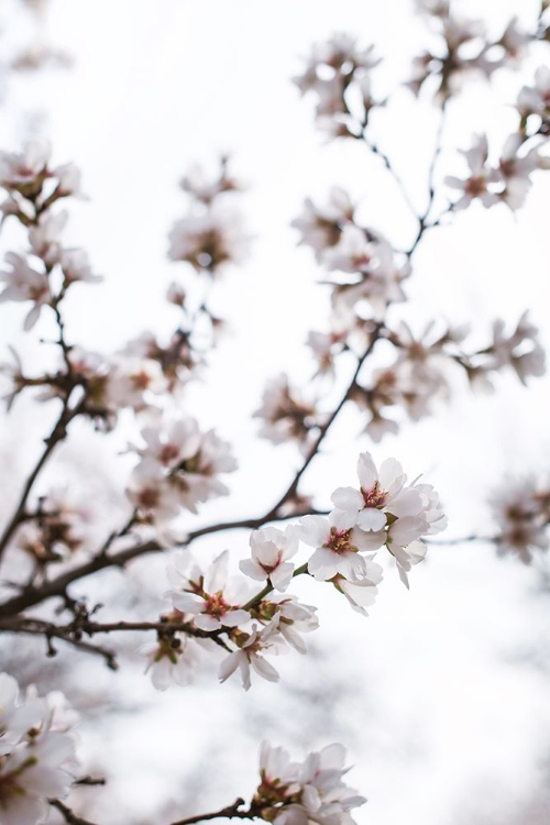 Picture of ALMOND BLOSSOMS