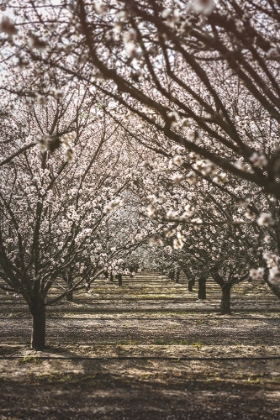 Picture of ALMOND ORCHARD