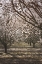 Picture of ALMOND ORCHARD