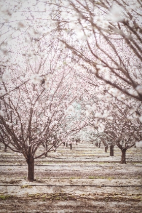 Picture of ALMOND ORCHARD