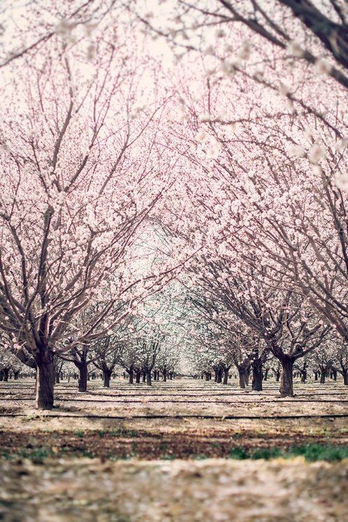 Picture of ALMOND ORCHARD