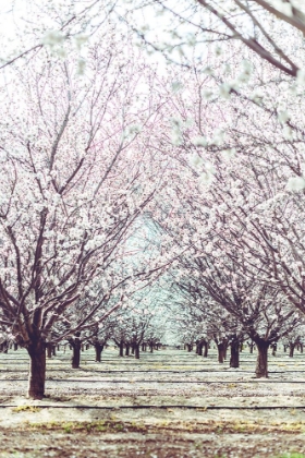 Picture of ALMOND ORCHARD