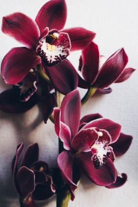 Picture of RED CYMBIDIUM ORCHID