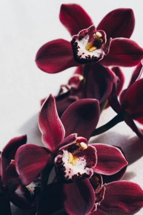 Picture of VELVET ORCHID