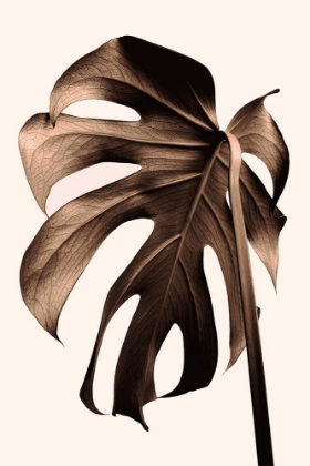 Picture of MONSTERA GOLD