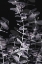 Picture of EUCALYPTUS_NEGATIVE_002