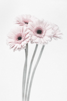 Picture of PINK FLOWERS