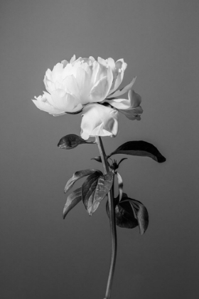 Picture of PEONY BW