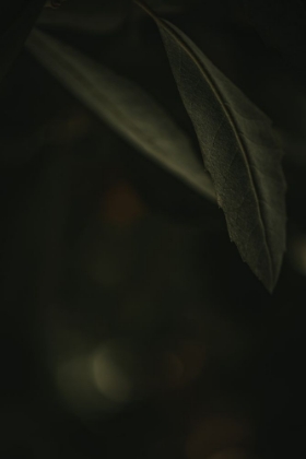 Picture of BOTANICAL SERIES - LEAVES 5/5