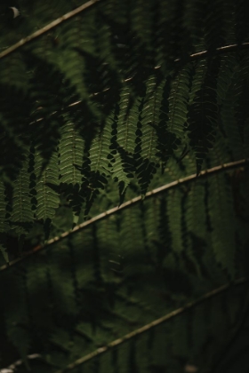 Picture of BOTANICAL SERIES - FERN 2/2