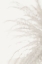 Picture of PALM_008