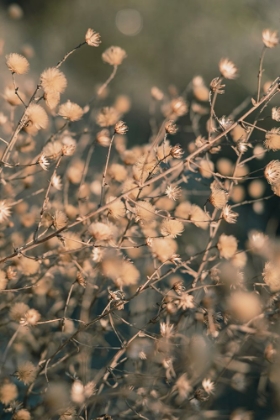 Picture of BEACH FLOWERS_003