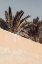 Picture of PALM