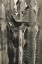 Picture of CACTUS_002