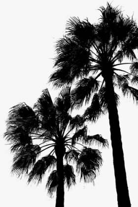 Picture of PALM CONTRAST