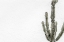 Picture of CACTUS_004