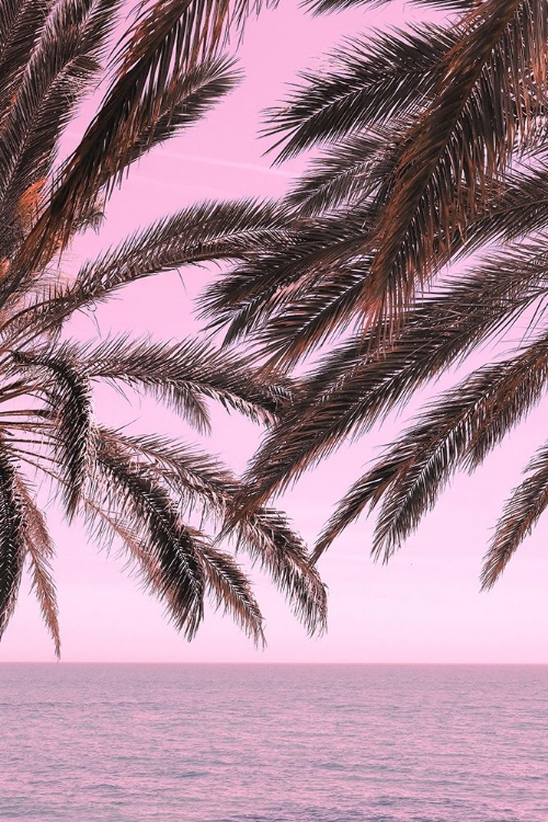 Picture of PALM PINK_001
