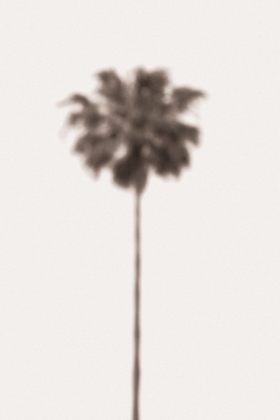 Picture of PALM BLURY