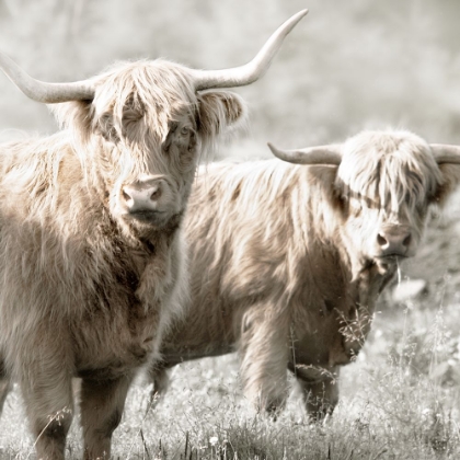 Picture of HAIRY HIGHLAND BULLS