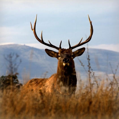 Picture of BIG ELK CHARLO