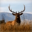 Picture of BIG ELK CHARLO
