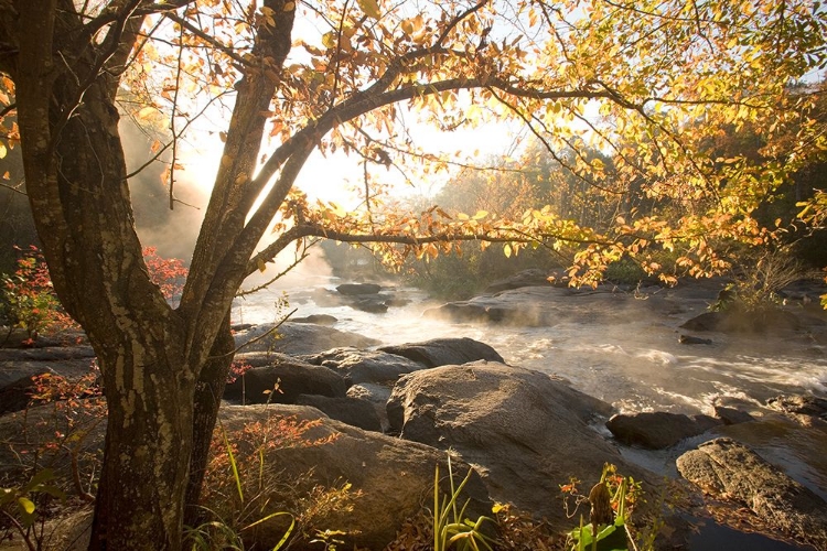 Picture of GEORGIA FALL