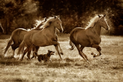 Picture of PASO HORSES