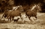 Picture of PASO HORSES