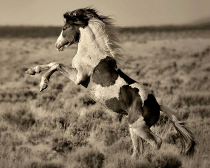 Picture of WILD PAINTED PONY