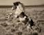 Picture of WILD PAINTED PONY