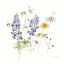 Picture of LOVELY BLUES IV