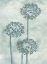 Picture of ALLIUM IV
