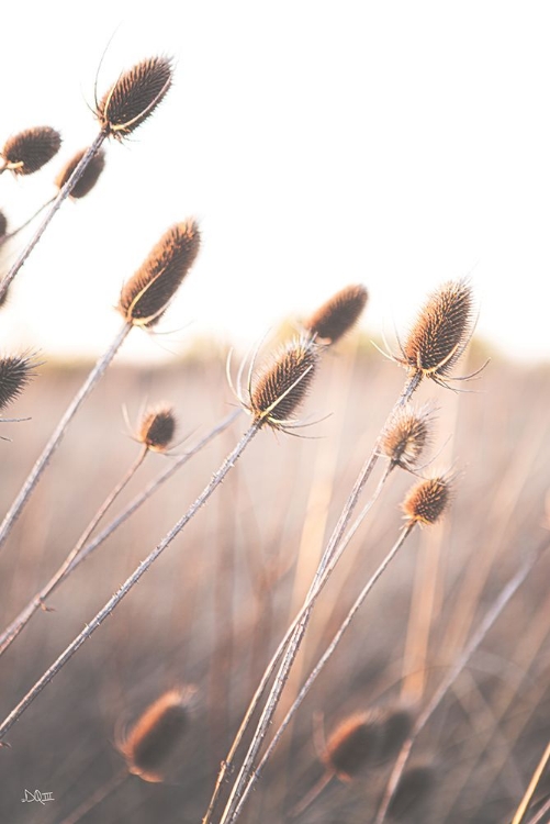 Picture of FIELD OF DREAMS II