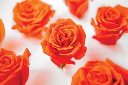 Picture of TIGER ORANGE ROSES