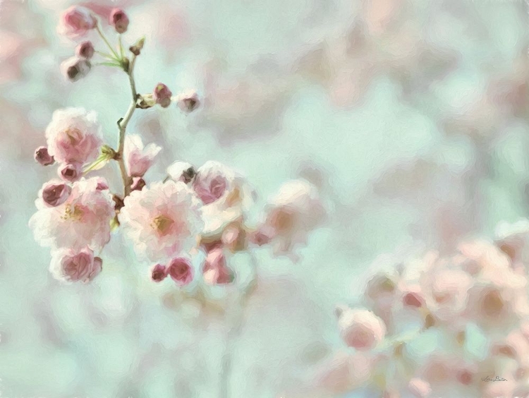 Picture of PASTEL WEEPING CHERRY BLOSSOM I