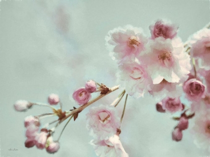 Picture of PASTEL WEEPING CHERRY BLOSSOM II
