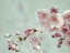 Picture of PASTEL WEEPING CHERRY BLOSSOM II