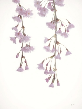 Picture of WEEPING CHERRY ON WHITE I